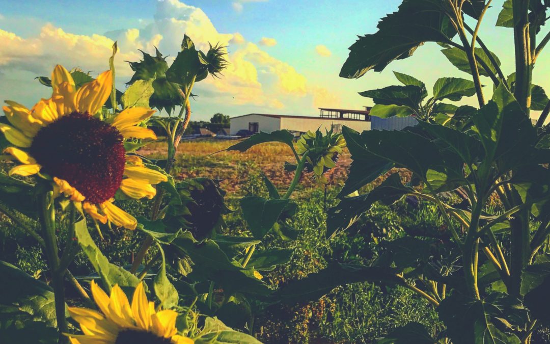 Sunflowers overlooking field during sunset at The Water's Edge Church in Omaha, NE